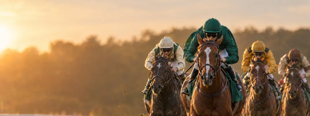 Peloton de chevaux de galop dans la ligne droite
